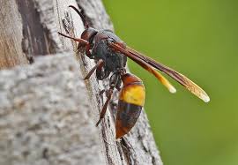 25 Types Of Wasps And Hornets Progardentips Wasp Hornet Asian Giant Hornet