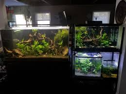 Blue light as a combination with water. When Your Dining Room Becomes A Fish Room Aquariums