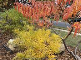 Image result for Renealmia susanneae-katziae