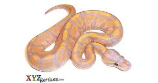 400+ ball python morphs and counting! Banana Ball Python For Sale With Live Arrival Guarantee Xyzreptiles