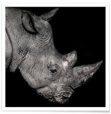 Based out of malta and founded in 2016 by a group of igaming veterans, the rhino group and its first brand wunderino quickly established itself as the industry's rising star. Rhino Profile By Lothare Dambreville Poster Juniqe