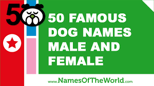 This list is full of classic dog names to choose from. 50 Famous Dog Names Male And Female Best Dog Names Www Namesoftheworld Net Youtube