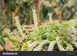 Image result for Monadenium lugardiae