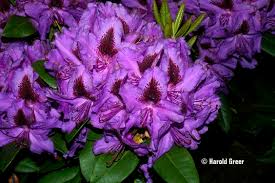 Rhododendron Jonathan Shaw Jpg 640 426 Rhododendron Lilac Bushes Flowers