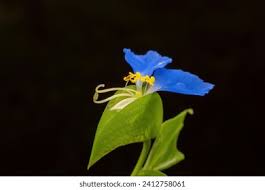 Image result for Commelina congesta