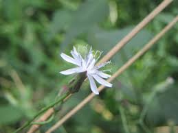 Image result for Lactuca imbricata