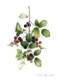 Portfolio Watercolor Paintings Botanische Prenten Aquarel Illustration