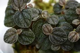 Image result for Peponium sp. A