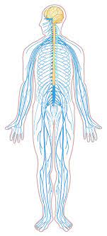 You are welcome to search our website for more details on this very topic. File Nervous System Diagram Unlabeled Svg Wikimedia Commons