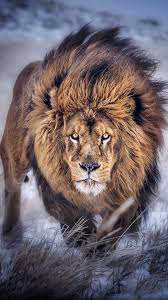 Ready To Pounce 2 Wild Cats Animals Animals Wild