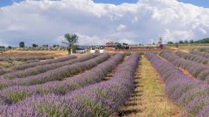 Son dönemde yeni trend burca göre seyahat etmek. Isparta Daki Lavanta Cenneti Kuyucak Koyu Barut B Log