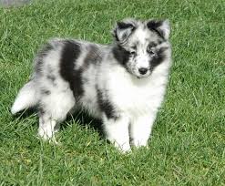 It is fascinating to me to see the link between two such traits of melanin and nerve development that i would intuitively think was unrelated. Blue Merle Sheltie Puppies
