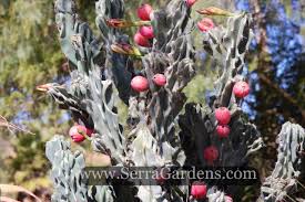 This cactus also has fabulous flowers but you hardly ever see them as they only open at night. Cereus Peruvianus Monstrose Cacti Com