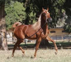 pin by emad fouad on horses in 2021 horses arabian horse animals