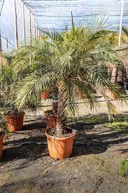 Phoenix Roebelenii Palm Tree Care Robellini Palm Plants