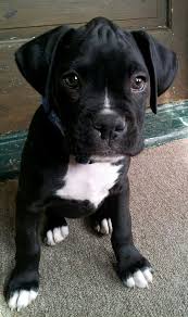 Black And White Pit Bull Boxer F102ff88ff8dc050db27d9ee9818e4ab Jpg 568 960 Pixels Boxer Puppies Boxer Dogs Boxer Puppy