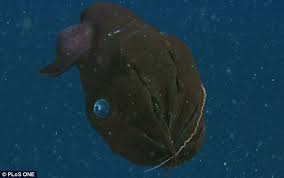Maybe you would like to learn more about one of these? The Vampire Squid From Hell That Refuses To Kill Scientists Find Bizarre Animal Feeds On Plankton And The Rotting Remains Of Dead Fish Daily Mail Online