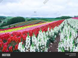 In a cross of two heterozygous. Beautiful Rainbow Image Photo Free Trial Bigstock