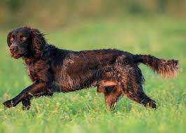Charakteristisch für den deutschen wachtelhund ist sein deutlich ausgeprägter jagdverstand, sein selbständiges arbeiten, seine raubwildschärfe und seine wirklich große jagdpassion. Deutscher Wachtelhund Der Hund