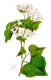 Image result for Fagopyrum