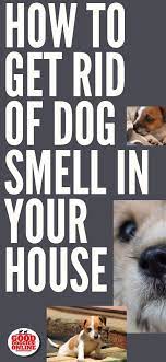 Speaking of the dog's bed. How To Get Rid Of Dog Smell In The House Good Doggies Online Dog Smells Dog Pee Smell Dog Pee