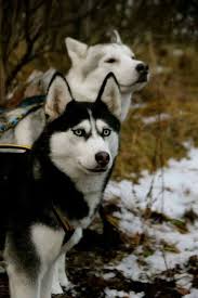 Black And White Husky With Blue Eyes Black And White Siberian Husky With Blue Eyes Beautiful Husky Dogs White Siberian Husky Husky