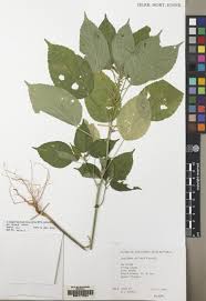 Image result for Acalypha ciliata