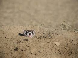 Black Footed Ferret Species Wwf