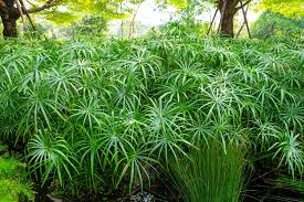 Image result for Cyperus karisimbiensis