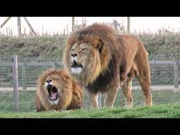 Feb 08, 2016 · watchmojo español. Lions Roaring Compilation Youtube