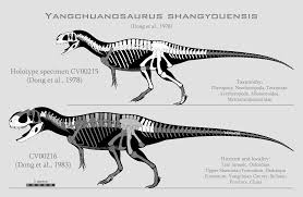 When yangchuanosaurus lived yangchuanosaurus lived during the late jurassic period to diet yangchuanosaurus was a carnivore, a meat eater. Yangchuanosaurus Shangyouensis Skeletals By Spinoinwonderland On Deviantart