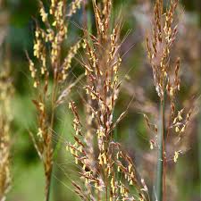 Image result for Sorghastrum