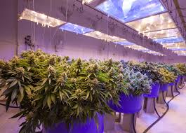 Check spelling or type a new query. Best Cannabis Grow Lights For Your Indoor Grow Room Lift And Grow