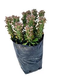 Image result for Monadenium lugardiae