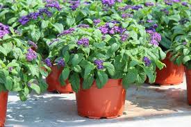 Image result for Eulophia obscura