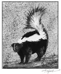 Skunk smells (surprise, surprise) pretty skunky. The Winter Life Of The Skunk The Outside Story