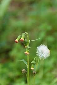 Image result for Crassocephalum rubens