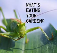 To get rid of your armadillo you will need a metal cage trap of about 30 inches in length and at least 12 inches high. What S Eating Your Garden How To Identify Common Leaf Eating Pests Dengarden