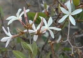 Image result for Ancylobothrys