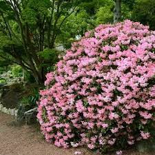 Pin On Jardin
