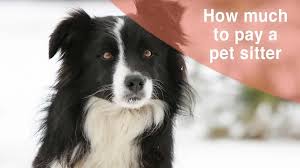 Start your search and get free quotes now! Boarding Pet Sitting Daycare Archives Thatmutt Com