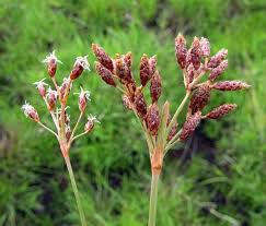 Image result for Fimbristylis dichotoma