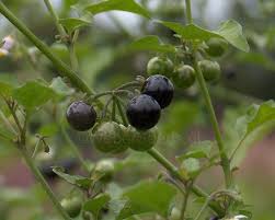 Image result for Solanum giganteum