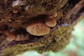 Image result for Crepidorhopalon