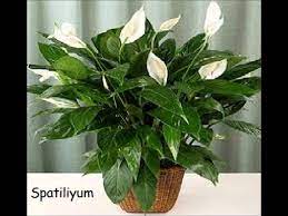 Bakımı kolay olan bu zarif çiçekler hakkında bilmeniz gereken en önemli şey sıcaktan hiç mi hiç hoşlanmadıkları ve bunun için de balkon gibi. Cicek Isimleri Saksida Cicekler Saksi Bahceciligi Cicek