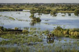 Elephant, impala, spotted hyaena, lion, leopard and cheetah are all found here, plus, small predators like serval and. Moremi Game Reserve Botswana Sensational Africa Wildlife Safaris