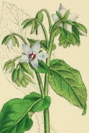 Image result for Borago