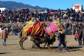Looking to produce short documentaries like this one? Camel Wrestling In Turkey