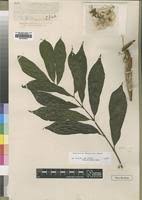 Image result for Oncinotis tenuiloba