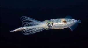 Image result for Scepocarpus